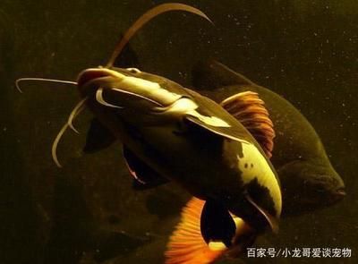 挑選健康招財(cái)貓魚技巧：如何挑選一只健康的招財(cái)貓魚 其他寵物 第5張