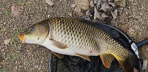 如何判斷魚(yú)苗餌料的新鮮度：如何判斷魚(yú)苗餌料新鮮度 其他寵物 第3張