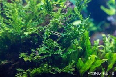 水族箱內(nèi)植物配置技巧：水族箱內(nèi)植物配置技巧：水族箱內(nèi)植物配置的技巧 其他寵物 第4張