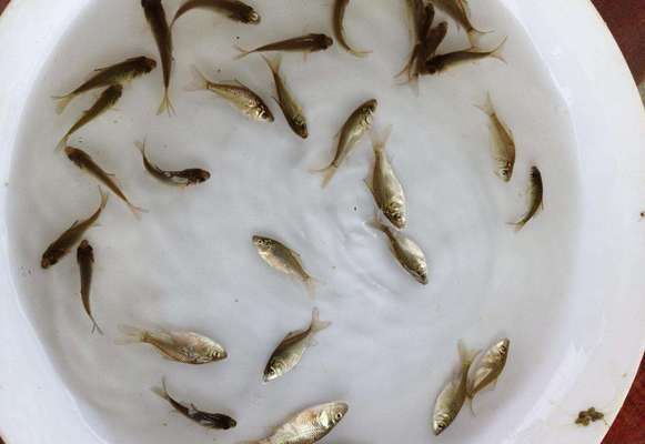 鹽水處理對(duì)元寶鯽魚苗生長的影響：元寶鯽魚苗抗鹽能力研究 其他寵物 第1張