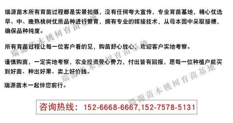 黑桃A魚苗健康檢查指南：如何進(jìn)行黑桃a魚苗的健康檢查 其他寵物 第3張