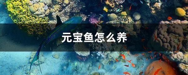 元寶鳳凰魚水溫控制要點：元寶鳳凰魚水溫控制的要點 其他寵物 第6張