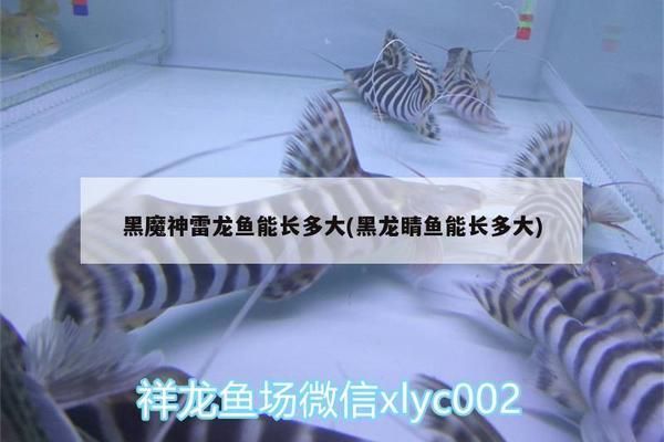 黑影道人魚的飲食習慣：黑影道人魚飼料選擇指南,黑影道人魚投喂技巧分享 其他寵物 第5張