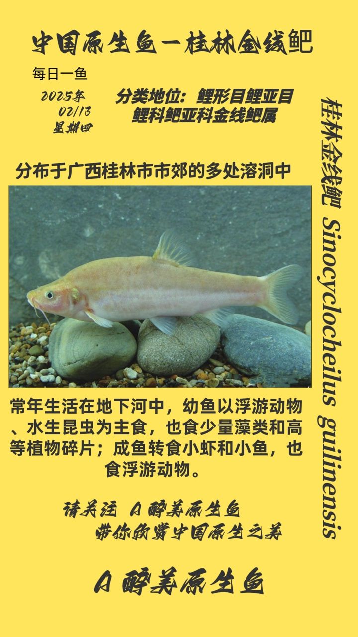 桂林金線鲃：金線鲃的保護(hù)與可持續(xù)發(fā)展 觀賞魚論壇