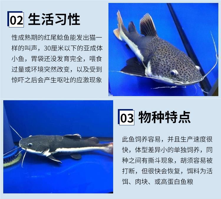 招財(cái)貓魚(yú)苗機(jī)體衰竭急救措施：招財(cái)貓魚(yú)疾病預(yù)防方法 其他寵物 第3張