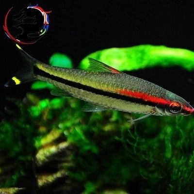 一眉道人魚繁殖水溫調(diào)控方法：一眉道人魚繁殖成功率提升技巧一眉道人魚繁殖成功率提升 其他寵物 第6張