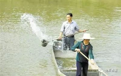 魚塘清塘消毒的有效方式：魚塘清塘消毒的使用方法 其他寵物 第4張