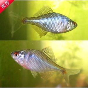 七彩神仙魚群養(yǎng)的最佳數(shù)量：七彩神仙魚混養(yǎng)注意事項(xiàng)七彩神仙魚混養(yǎng)注意事項(xiàng) 其他寵物 第4張