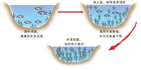 魚類游動異常預示水質問題：魚類游動異?？赡苁撬|問題的預示 其他寵物 第5張