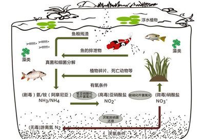 魚類游動異常預示水質問題：魚類游動異常可能是水質問題的預示 其他寵物 第4張