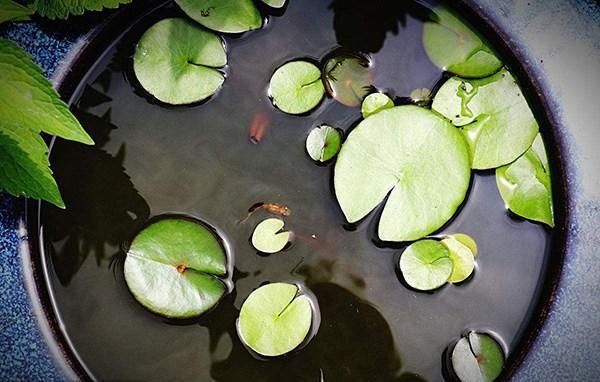 如何判斷新魚是否健康：判斷新魚是否健康是確保您的水族箱生態(tài)平衡關鍵步驟 其他寵物 第2張