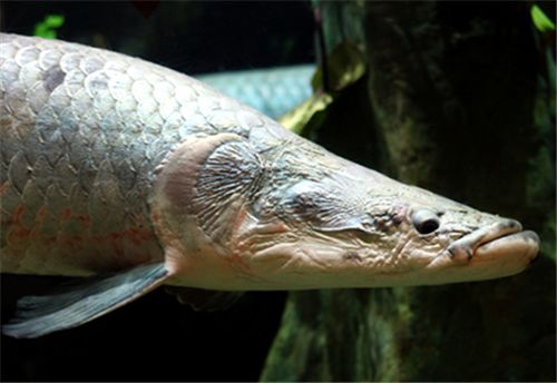 如何自制海象魚營養(yǎng)均衡飼料：自制海象魚飼料保存方法 其他寵物 第1張