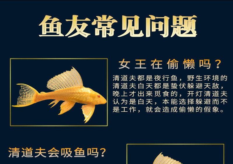 女王大帆魚食物搭配比例：女王大帆魚的食物搭配建議 其他寵物 第4張