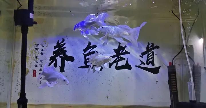 氧氣泵對魚類健康影響：氧氣泵對魚類健康的影響 其他寵物 第1張