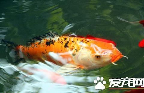 如何預(yù)防大正錦鯉魚疾?。捍笳\鯉春季預(yù)防用藥指南,大正錦鯉水質(zhì)管理的具體方法 其他寵物 第2張