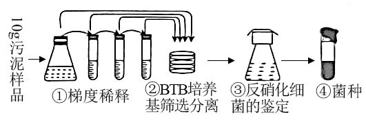 硝化細(xì)菌培養(yǎng)過程中常見問題：硝化細(xì)菌培養(yǎng)中常遇到的問題 其他寵物 第5張