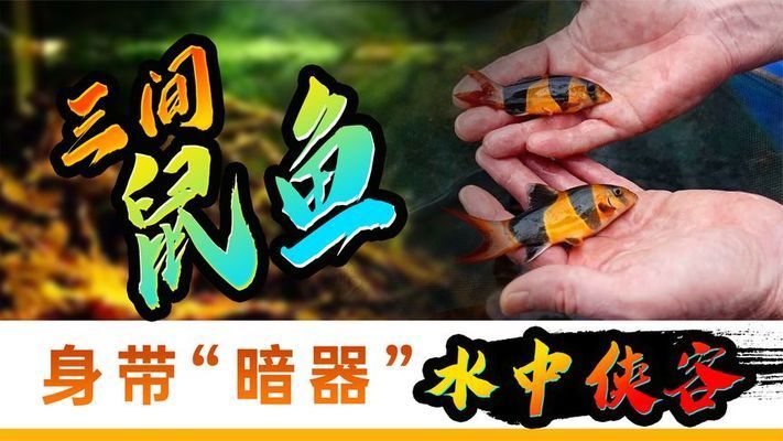 三間鼠魚常見疾病及治療：三間鼠魚常見疾病及治療方法 其他寵物 第3張