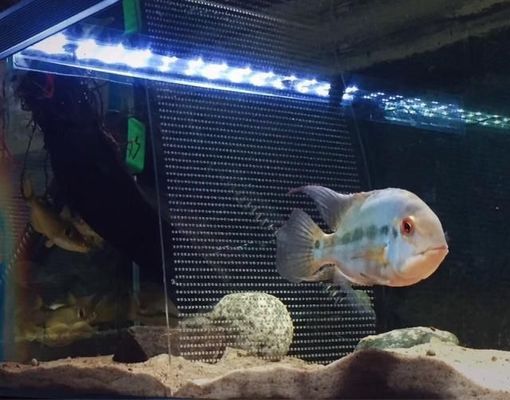 黑云魚飼料選擇有哪些注意事項？：黑云魚飼料品牌推薦,黑云魚幼魚飼料配方，黑云魚飼料保存方法 其他寵物 第2張