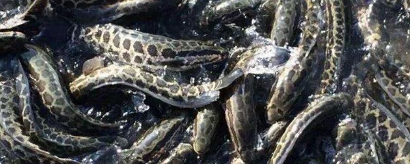 黑云魚飼料選擇有哪些注意事項？：黑云魚飼料品牌推薦,黑云魚幼魚飼料配方，黑云魚飼料保存方法 其他寵物 第3張