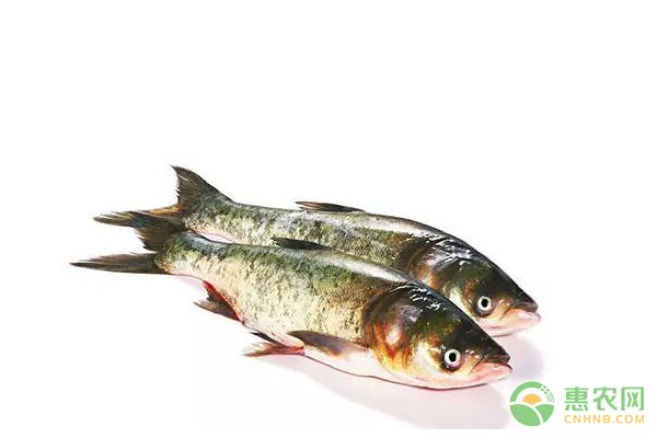 塘鲺魚(yú)苗分級(jí)存放的最佳實(shí)踐：塘鲺魚(yú)苗分級(jí)存放的最佳實(shí)踐包括：適宜的環(huán)境進(jìn)行存放 其他寵物 第3張