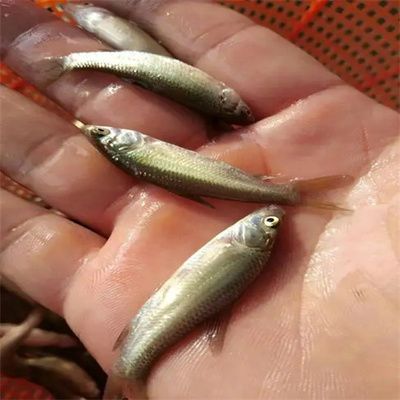 維生素對魚苗生長影響研究：維生素d對魚苗生長的影響 其他寵物 第4張