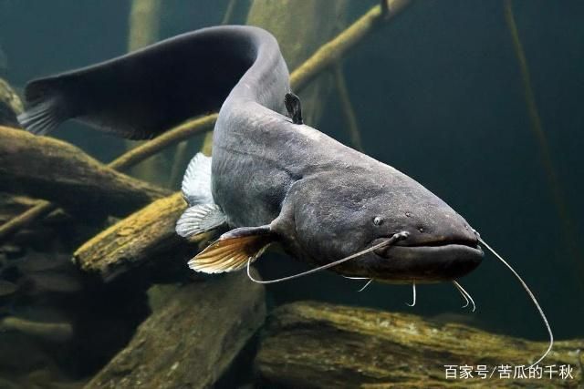 泰龐海鰱魚(yú)繁殖水質(zhì)要求：泰龐海鰱魚(yú)的繁殖時(shí)的水質(zhì)要求 其他寵物 第3張