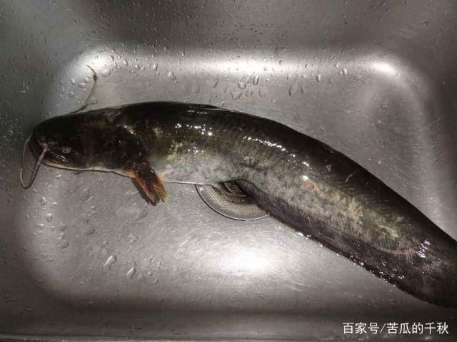 泰龐海鰱魚(yú)繁殖水質(zhì)要求：泰龐海鰱魚(yú)的繁殖時(shí)的水質(zhì)要求 其他寵物 第1張