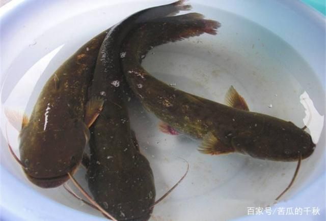 泰龐海鰱魚(yú)繁殖水質(zhì)要求：泰龐海鰱魚(yú)的繁殖時(shí)的水質(zhì)要求 其他寵物 第2張