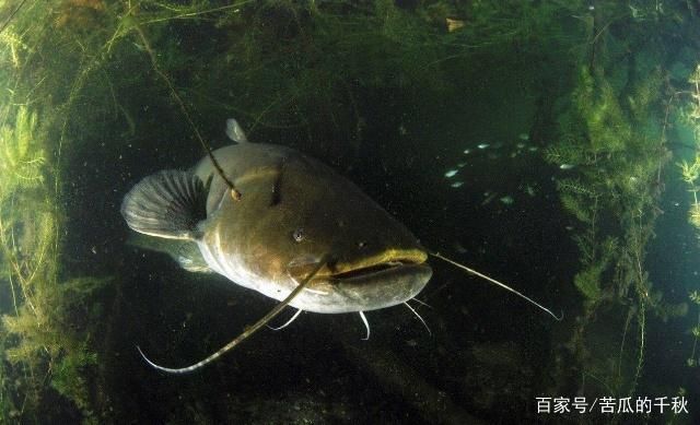 泰龐海鰱魚(yú)繁殖水質(zhì)要求：泰龐海鰱魚(yú)的繁殖時(shí)的水質(zhì)要求 其他寵物 第4張