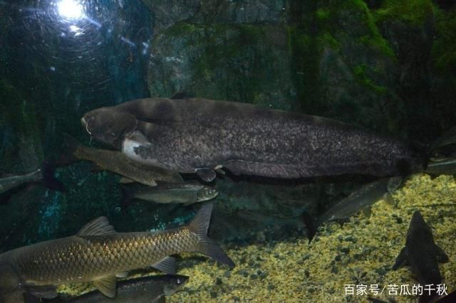 泰龐海鰱魚(yú)繁殖水質(zhì)要求：泰龐海鰱魚(yú)的繁殖時(shí)的水質(zhì)要求 其他寵物 第5張