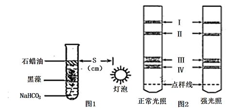 水生植物光合作用效率提升方法：如何提高水生植物光合作用效率 其他寵物 第1張