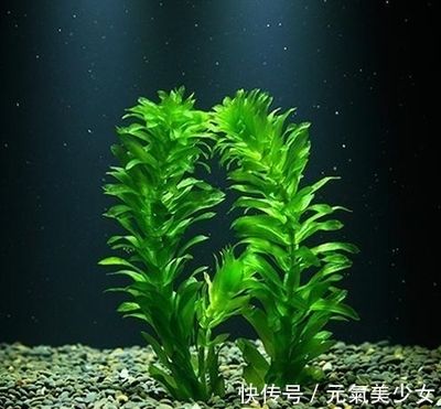 水生植物光合作用效率提升方法：如何提高水生植物光合作用效率 其他寵物 第5張