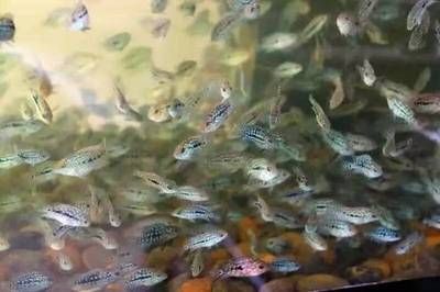 龍魚魚鰭斷了：關(guān)于龍魚鰭斷裂的疑問 水族問答 第1張