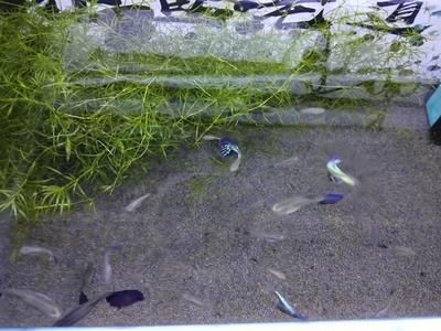 龍魚魚鰭上有白色附著物：為什么龍魚的魚鰭上會有白色的附著物？ 水族問答 第1張