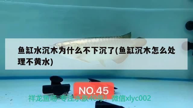 龍魚(yú)語(yǔ)錄：關(guān)于龍魚(yú)的問(wèn)題 水族問(wèn)答 第1張