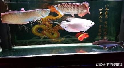 龍魚在水面張嘴呼吸：-研究表明龍魚在水中張嘴呼吸氧氣 水族問答 第1張