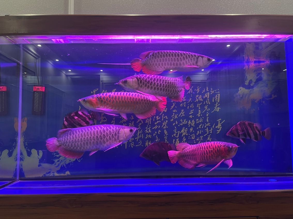 低價(jià)轉(zhuǎn)讓一缸龍魚(yú) 三紋虎魚(yú)從小一起養(yǎng)的 最近總出差現(xiàn)低價(jià)轉(zhuǎn)讓 待有緣人：低價(jià)轉(zhuǎn)讓一缸龍魚(yú)