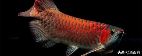 龍魚(yú)怎么擺放招財(cái)最好看：龍魚(yú)擺放招財(cái)?shù)幕驹瓌t 水族問(wèn)答 第2張