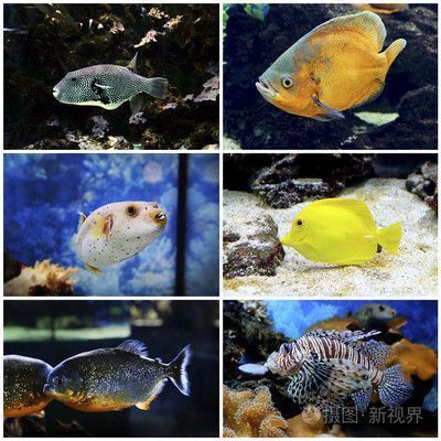 克拉瑪依龍魚水族店：克拉瑪依的龍魚水族店 全國觀賞魚市場 第1張