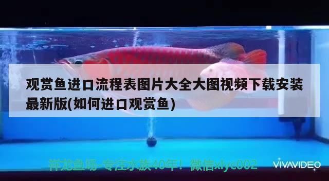 阿克蘇龍魚水族店：阿克蘇龍魚水族店的經(jīng)營模式和運(yùn)營效果