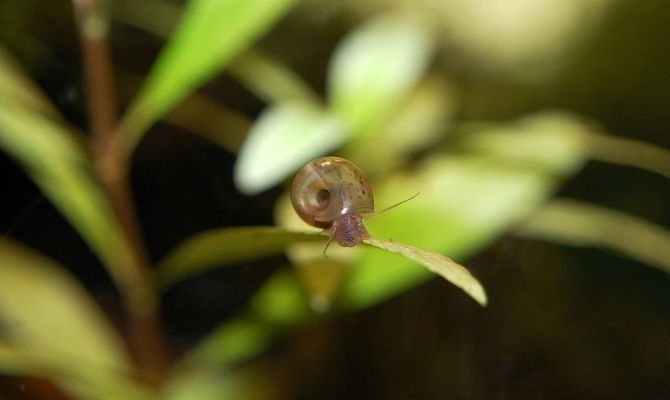 林芝龍魚水族店：林芝水族批發(fā)市場是林芝地區(qū)最大水族批發(fā)市場之一