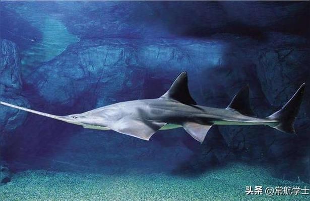 朔州龍魚水族店：朔州市開發(fā)區(qū)彩鰈水族館