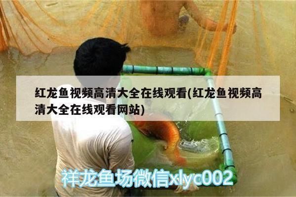 涼山彝族自治州龍魚水族店：涼山彝族自治州水族館龍魚水族店特色服務(wù)分享 全國觀賞魚市場 第2張