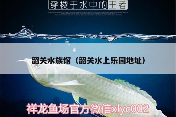 涼山彝族自治州龍魚水族店：涼山彝族自治州水族館龍魚水族店特色服務(wù)分享 全國觀賞魚市場 第5張