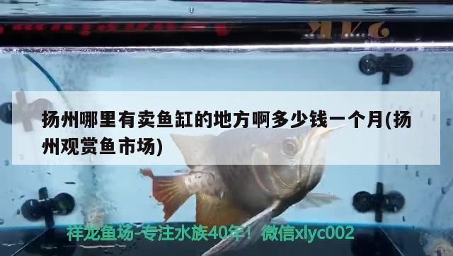 揚州龍魚水族店：揚州龍魚水族店參觀指南龍魚品種及價格對比 全國觀賞魚市場 第4張