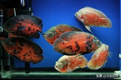 龍魚怎樣訓(xùn)食：如何正確訓(xùn)練龍魚 水族問答 第2張