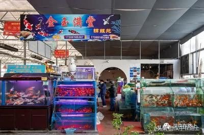 漢中觀賞魚市場(chǎng)：漢中觀賞魚市場(chǎng)價(jià)格漢中觀賞魚養(yǎng)殖技術(shù)介紹 全國(guó)觀賞魚市場(chǎng) 第5張