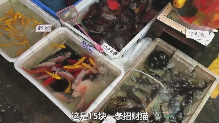 楚雄彝族自治州觀賞魚市場(chǎng)：楚雄彝族自治州觀賞魚市場(chǎng)價(jià)格 全國(guó)觀賞魚市場(chǎng) 第2張