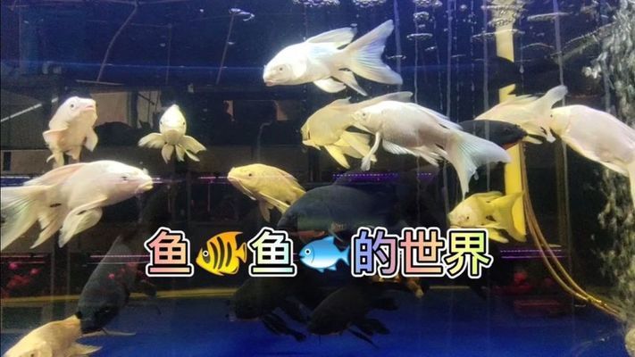 齊齊哈爾觀賞魚市場：齊齊哈爾市觀賞魚市場 全國觀賞魚市場 第2張