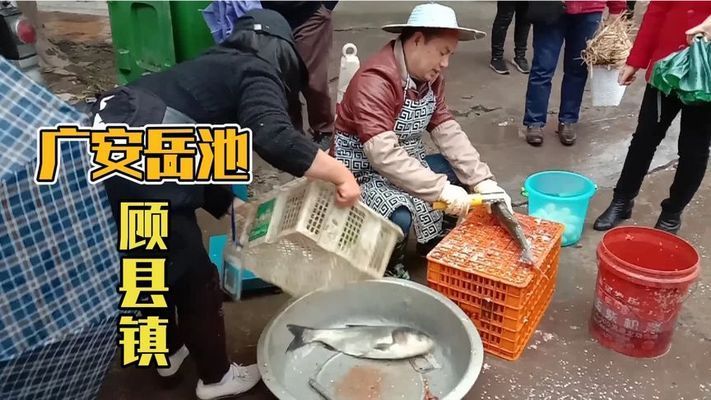 廣安觀賞魚市場：廣安觀賞魚市場價(jià)格 全國觀賞魚市場 第5張